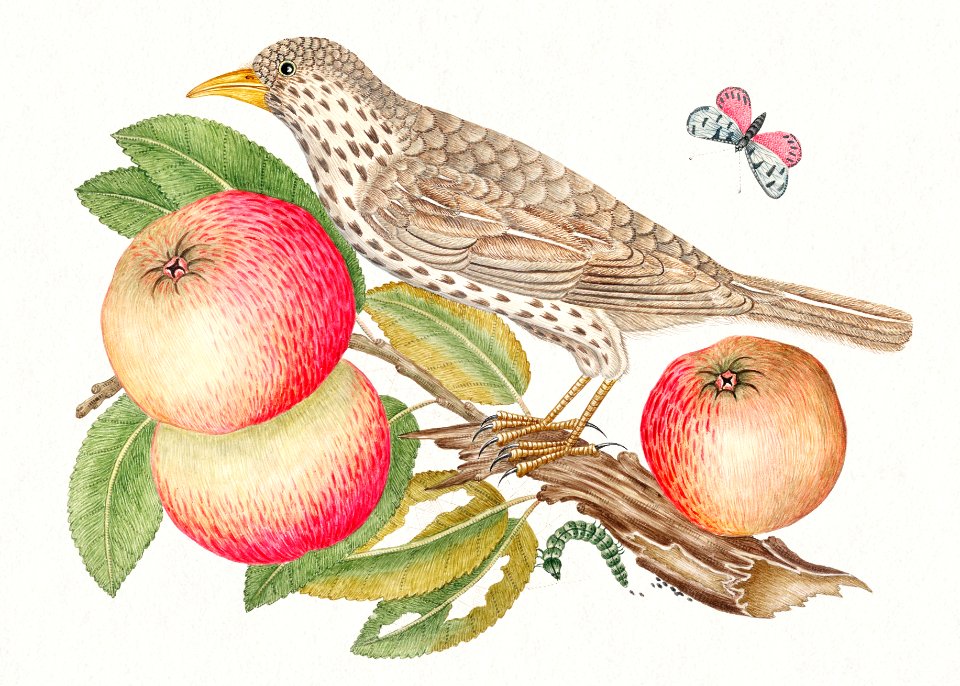 The 18th century illustration of a brown bird on apple branch with caterpillar.