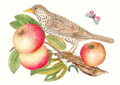 The 18th century illustration of a brown bird on apple branch with caterpillar.. Free illustration for personal and commercial use.