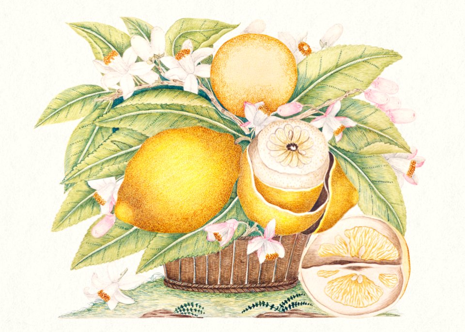 The 18th century illustration of a basket filled with lemons and their leaves and blossoms; one lemon partially peeled, a wedge sitting on the ground.