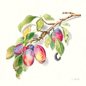 The 18th century illustration of a branch with a cluster of ripe plums and caterpillars.. Free illustration for personal and commercial use.