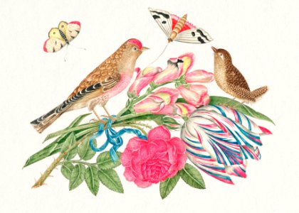 The 18th century illustration of pair of brown birds on bouquet with tulip, rose, and snapdragons, with butterflies.. Free illustration for personal and commercial use.