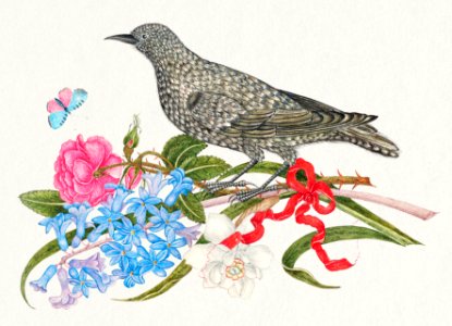 The 18th century illustration of a black bird with blossoms, butterfly, and red ribbon.