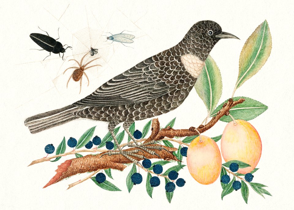 The 18th century illustration of a black bird with blueberries and apricots.