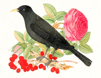 The 18th century illustration of a black bird with roses.