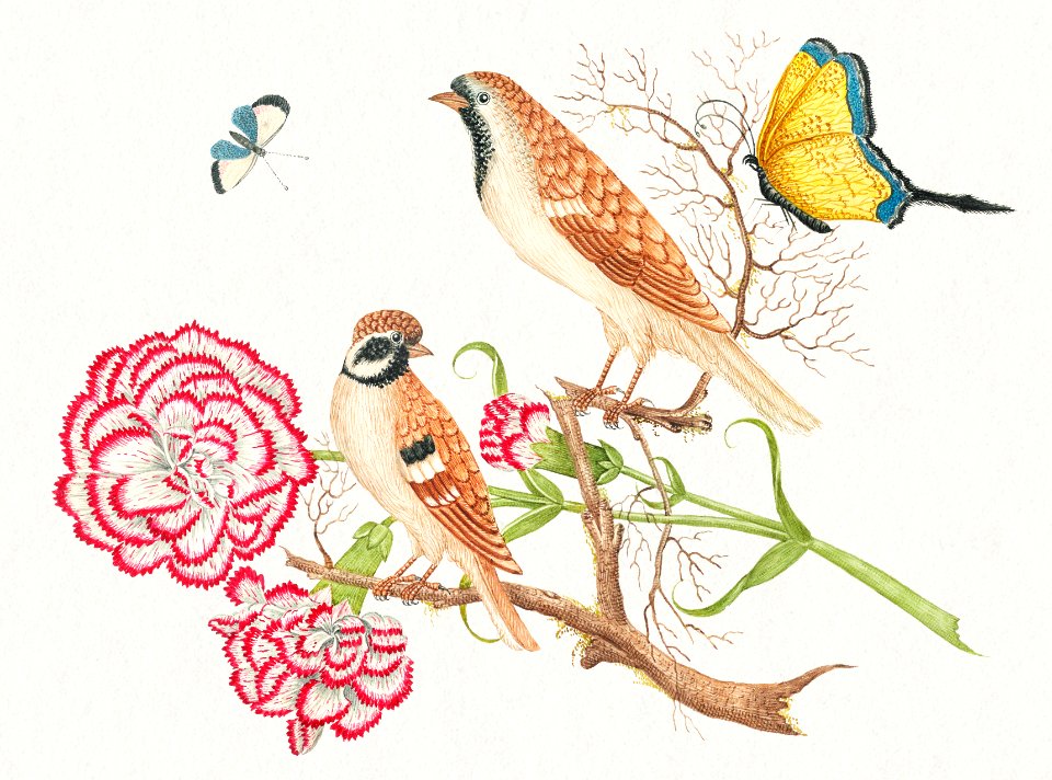 The 18th century illustration of two brown birds with carnations and butterflies.