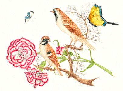 The 18th century illustration of two brown birds with carnations and butterflies.. Free illustration for personal and commercial use.