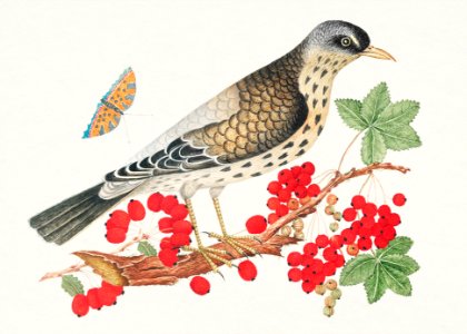 The 18th century illustration of a brown bird on a branch with persimmons and a butterfly.