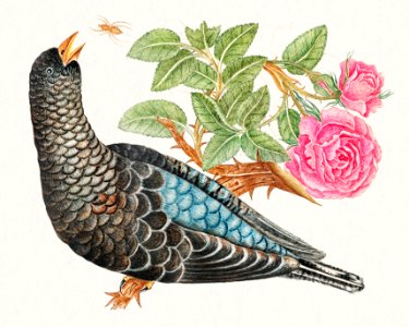 The 18th century illustration of a blue black bird on rose branch with spider.. Free illustration for personal and commercial use.