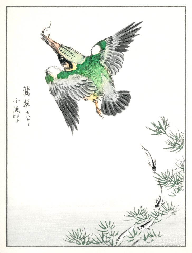 Japanese Common Kingfisher illustration from Pictorial Monograph of Birds (1885) by Numata Kashu (1838-1901). Digitally enhanced from our own original edition.