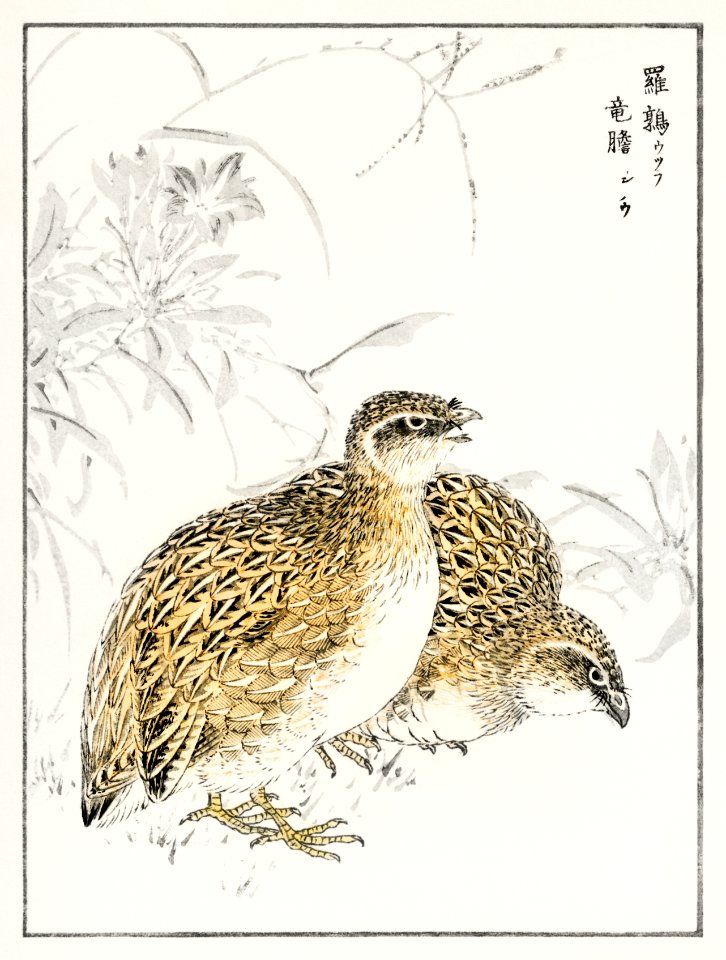 Japanese Quail and Gentian illustration from Pictorial Monograph of Birds (1885) by Numata Kashu (1838-1901). Digitally enhanced from our own original edition.