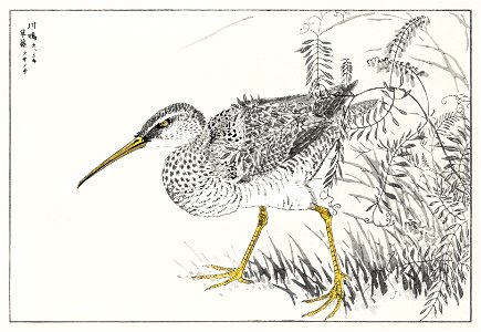 Eastern Whimbrel and Wisteria Vine illustration from Pictorial Monograph of Birds (1885) by Numata Kashu (1838-1901). Digitally enhanced from our own original edition.. Free illustration for personal and commercial use.