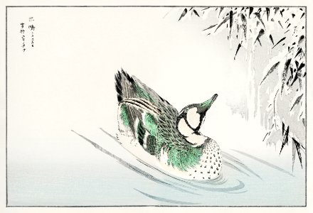 Spectacled Teal and Snow-bent Bamboo illustration from Pictorial Monograph of Birds (1885) by Numata Kashu (1838-1901). Digitally enhanced from our own original edition.. Free illustration for personal and commercial use.