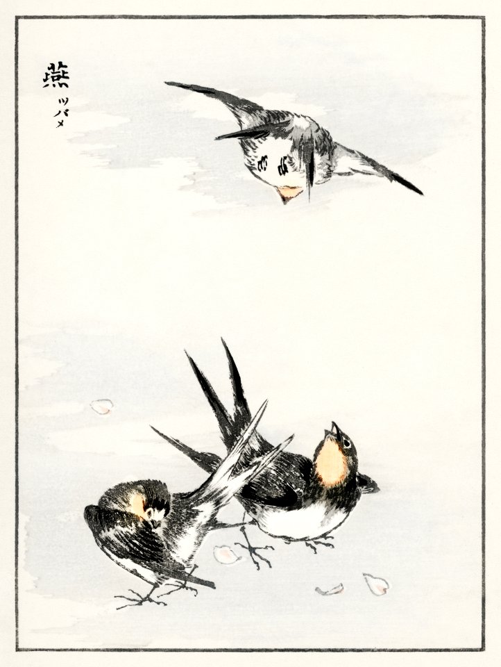 Swallow illustration from Pictorial Monograph of Birds (1885) by Numata Kashu (1838-1901). Digitally enhanced from our own original edition.