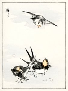 Swallow illustration from Pictorial Monograph of Birds (1885) by Numata Kashu (1838-1901). Digitally enhanced from our own original edition.. Free illustration for personal and commercial use.