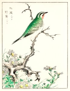 Ruby Throat and Wild Camomile illustration from Pictorial Monograph of Birds (1885) by Numata Kashu (1838-1901). Digitally enhanced from our own original edition.. Free illustration for personal and commercial use.