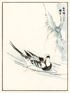 Long-tailed Wild Duck and Cliff illustration from Pictorial Monograph of Birds (1885) by Numata Kashu (1838-1901). Digitally enhanced from our own original edition.. Free illustration for personal and commercial use.