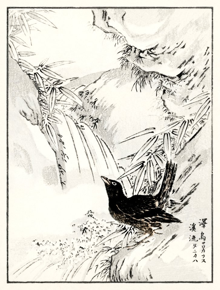 Eastern Rook and Stream illustration from Pictorial Monograph of Birds (1885) by Numata Kashu (1838-1901). Digitally enhanced from our own original edition.