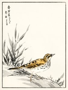 Chinese Tree-Pipit and Wheat illustration from Pictorial Monograph of Birds (1885) by Numata Kashu (1838-1901). Digitally enhanced from our own original edition.. Free illustration for personal and commercial use.