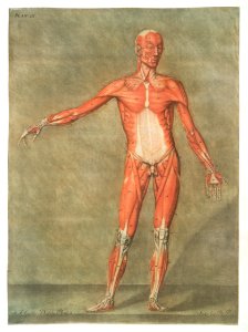 This fascinating collection of anatomical illustrations is created by Arnauld-Eloi Gautier-Dagoty (1741-1771) for the Royal College of Medicine of Nancy in Lorraine, France. Dagoty elegantly depicted muscles of the human body as perceived by scientists in the 18th century with precise details. His illustrations offer us a glimpse of medical practice in the age of enlightenment.. Free illustration for personal and commercial use.