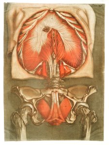 This fascinating collection of anatomical illustrations is created by Arnauld-Eloi Gautier-Dagoty (1741-1771) for the Royal College of Medicine of Nancy in Lorraine, France. Dagoty elegantly depicted muscles of the human body as perceived by scientists in the 18th century with precise details. His illustrations offer us a glimpse of medical practice in the age of enlightenment.. Free illustration for personal and commercial use.