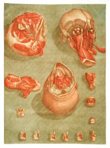 This fascinating collection of anatomical illustrations is created by Arnauld-Eloi Gautier-Dagoty (1741-1771) for the Royal College of Medicine of Nancy in Lorraine, France. Dagoty elegantly depicted muscles of the human body as perceived by scientists in the 18th century with precise details. His illustrations offer us a glimpse of medical practice in the age of enlightenment.. Free illustration for personal and commercial use.