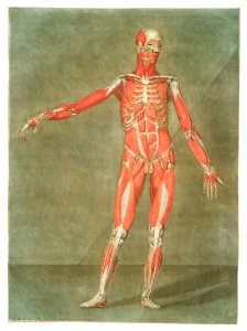 This fascinating collection of anatomical illustrations is created by Arnauld-Eloi Gautier-Dagoty (1741-1771) for the Royal College of Medicine of Nancy in Lorraine, France. Dagoty elegantly depicted muscles of the human body as perceived by scientists in the 18th century with precise details. His illustrations offer us a glimpse of medical practice in the age of enlightenment.. Free illustration for personal and commercial use.