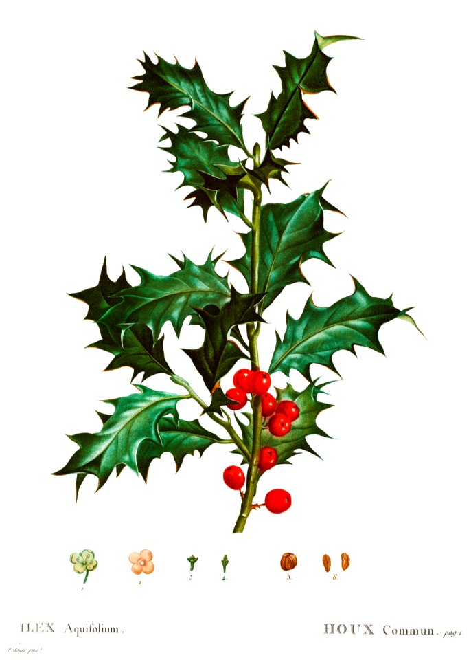 Common holly (Ilex aquifolium) from Traité des Arbres et Arbustes que l’on cultive en France en pleine terre (1801–1819) by Pierre-Joseph Redouté.
