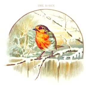 Winter bird illustration from Nursery Songs (1893) by Jessie Hall.