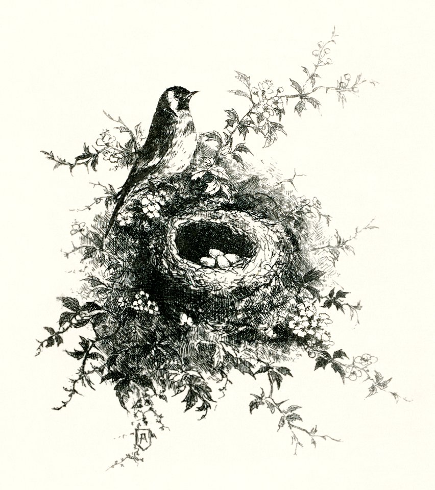 Christmas dinner held by D'angleterre hotel at Biarritz, France (1898) from The Buttolph Collection of Menus.