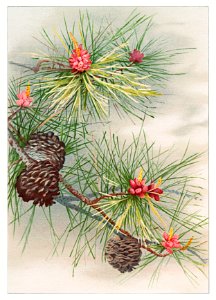 Birthday card depicting pines and flower (1885) from The Miriam and Ira D. Wallach Division of Art, Prints and Photographs: Picture Collection published by L. Prang & Co.. Free illustration for personal and commercial use.