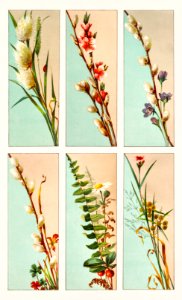 Christmas Card Depicting Plant Life (1865–1899) by L. Prang & Co.