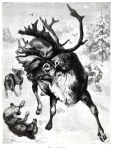 Vintage reindeer etching illustration