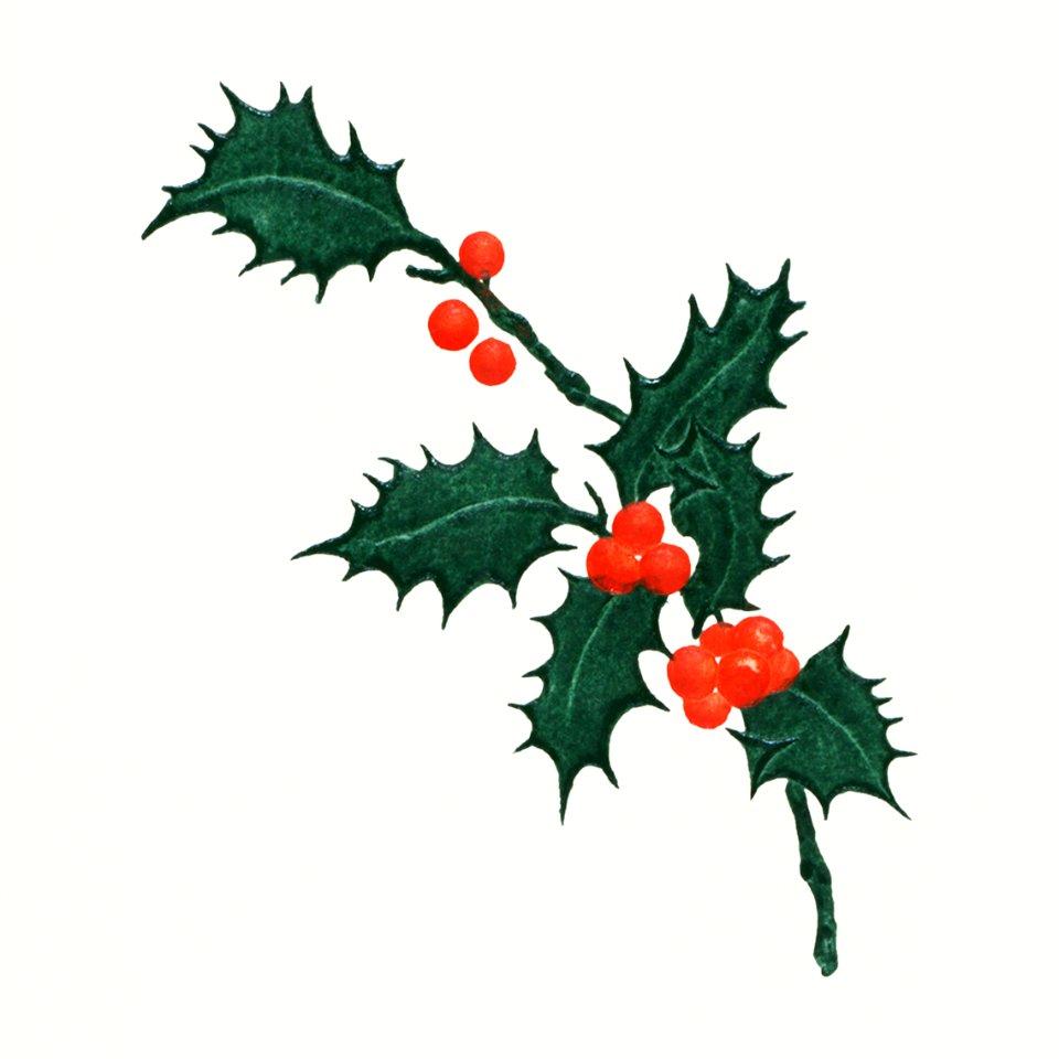 Christmas dinner with holly leaves (1899) from The Buttolph collection of menus.
