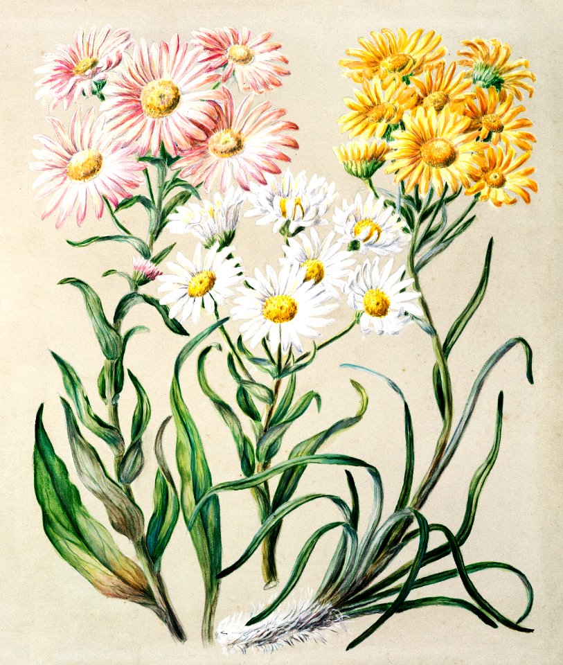 Antique plant New Zealand snow groundsels drawn by Featon (1848–1927).