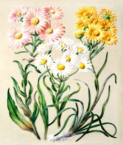 Antique plant New Zealand snow groundsels drawn by Featon (1848–1927).