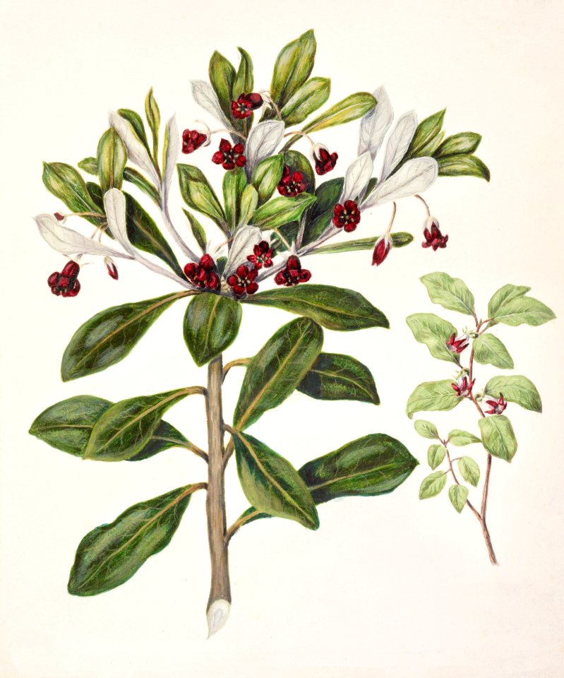 Antique plant Pittosporum tenufolium - Pittosporum crassifolium drawn by Sarah Featon (1848–1927).