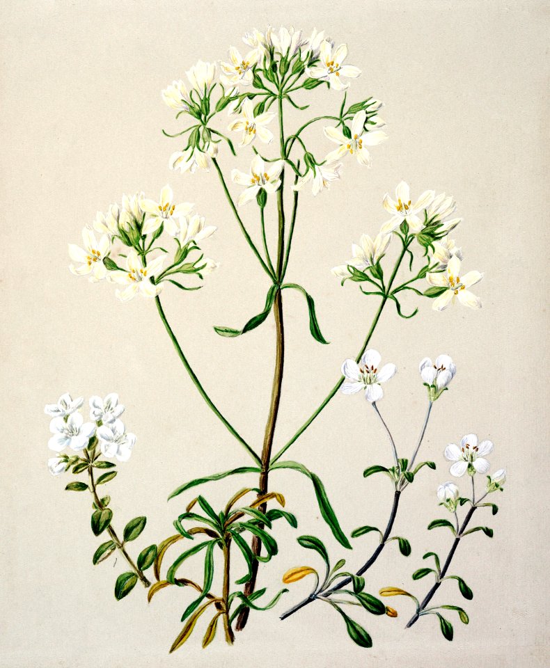 Antique plant New Zealand Gentiana spp drawn by Sarah Featon (1848–1927).