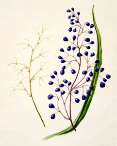 Antique plant Dianella intermedia Ink plant drawn by Sarah Featon (1848–1927).. Free illustration for personal and commercial use.