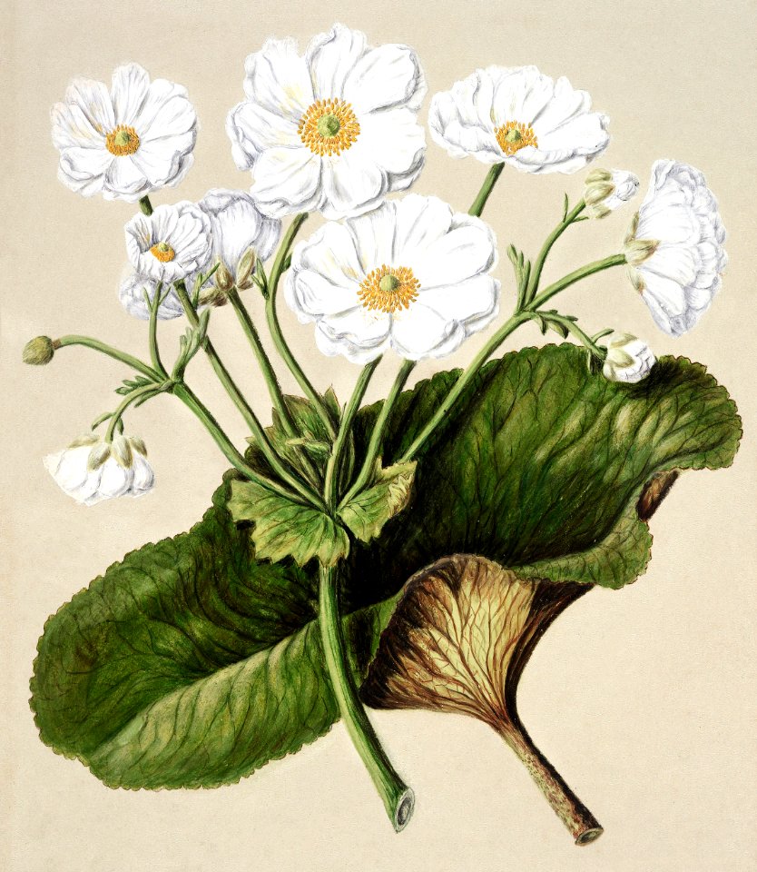 Antique plant The mountain lily drawn by Sarah Featon (1848–1927).