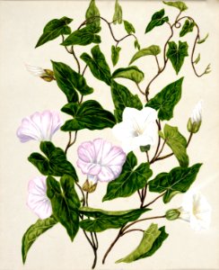 Antique plant Bindweed Pohu drawn by Sarah Featon (1848–1927).. Free illustration for personal and commercial use.