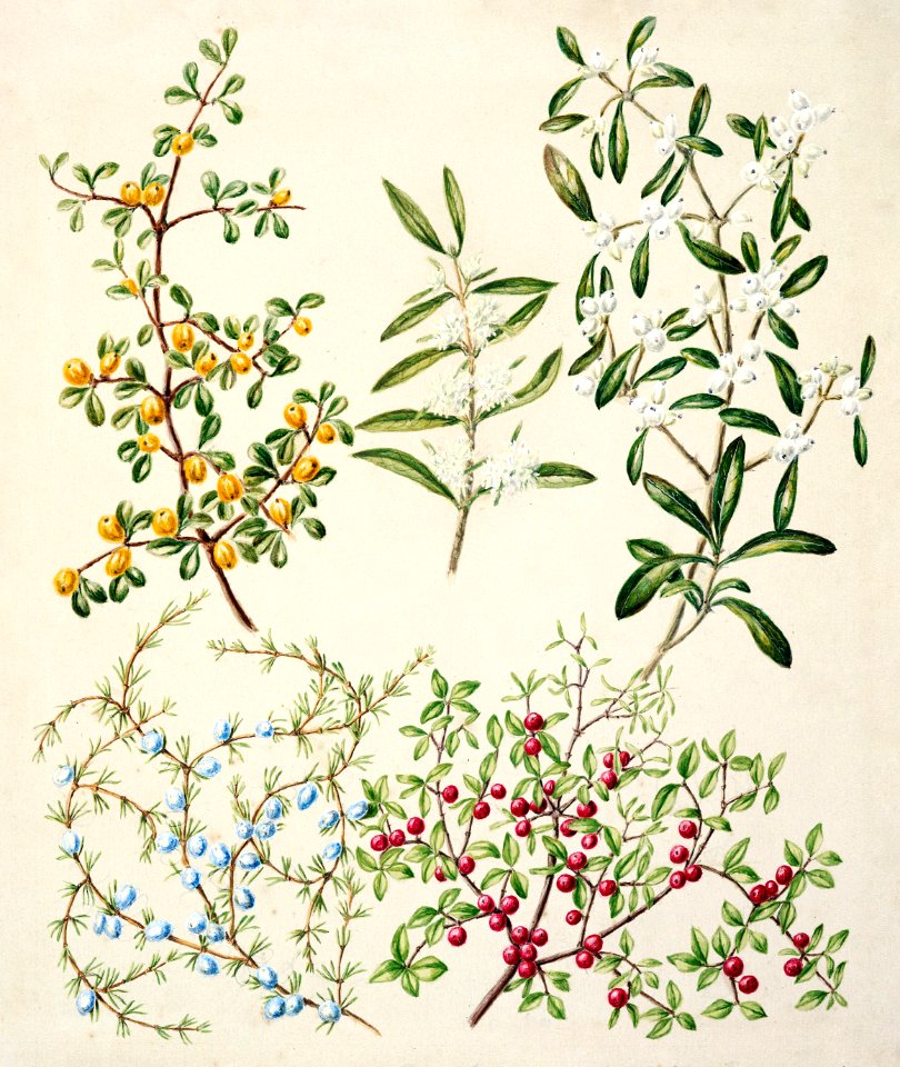 Antique plant Coprosma Acerosa drawn by Sarah Featon (1848–1927).