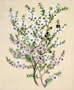 Antique plant Manuk drawn by Sarah Featon(1848 - 1927).