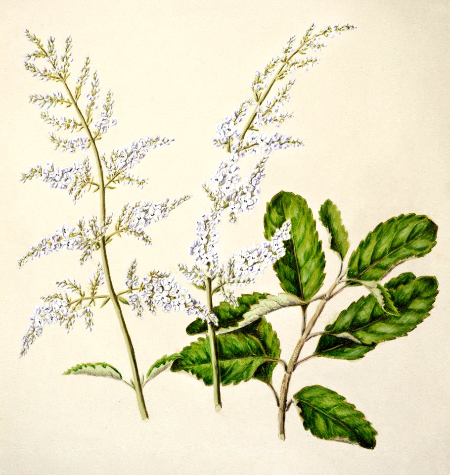 Antique plant New Zealand lilac drawn by Sarah Featon (1848–1927).