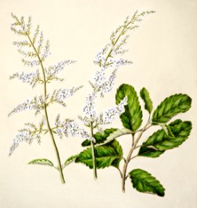 Antique plant New Zealand lilac drawn by Sarah Featon (1848–1927).. Free illustration for personal and commercial use.