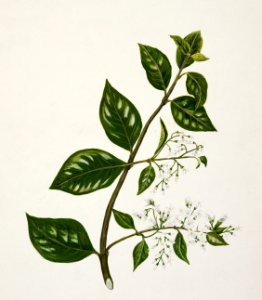 Antique plant Kaiku drawn by Sarah Featon (1848–1927).. Free illustration for personal and commercial use.