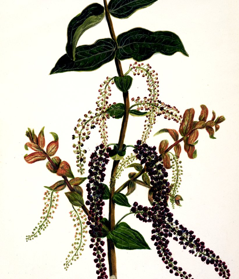 Antique plant Tutu drawn by Sarah Featon (1848–1927).