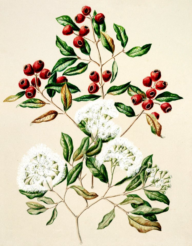 Antique plant Maire-Tawake drawn by Sarah Featon(1848 - 1927).