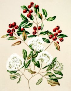 Antique plant Maire-Tawake drawn by Sarah Featon(1848 - 1927).. Free illustration for personal and commercial use.