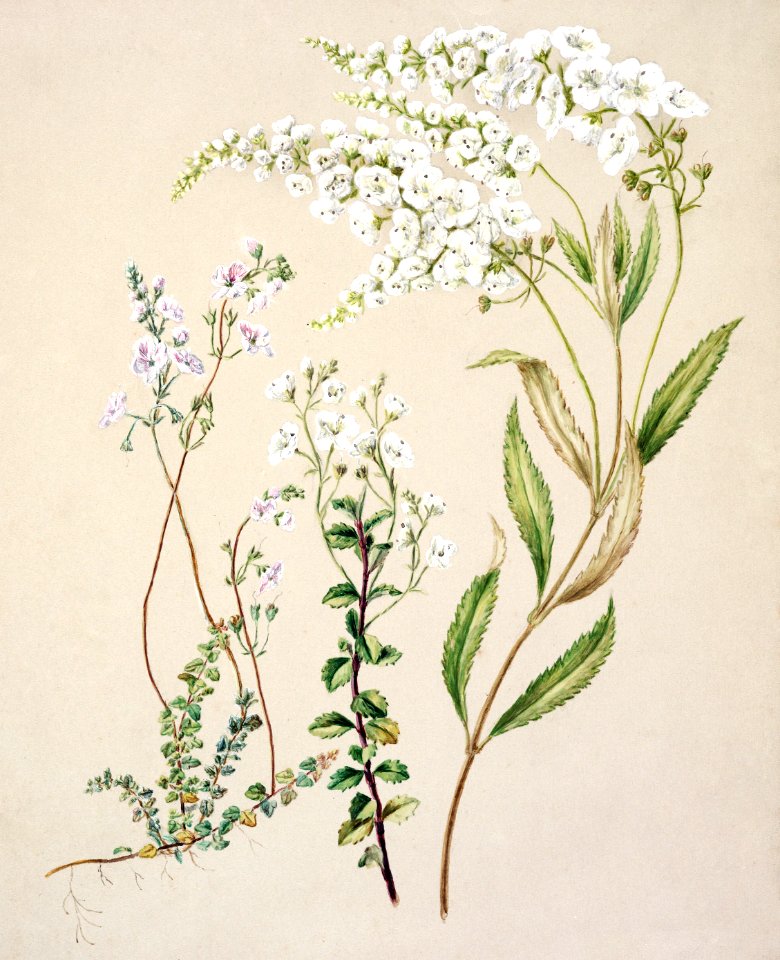 Antique plant Veronica drawn by Sarah Featon (1848–1927).