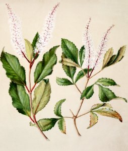 Antique plant Kamahi. Tawhero drawn by Sarah Featon (1848–1927).